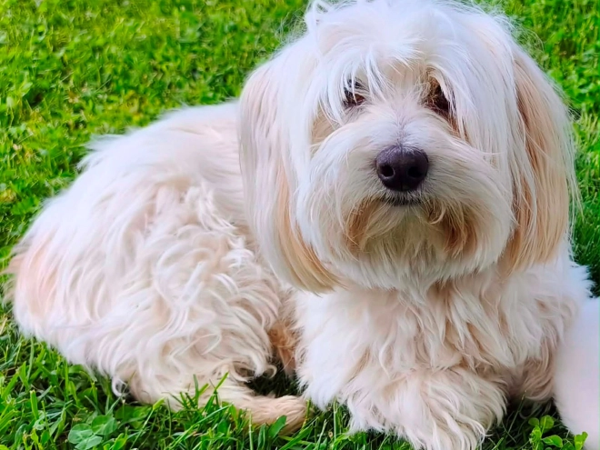 Coton de Tulear puppy for sale