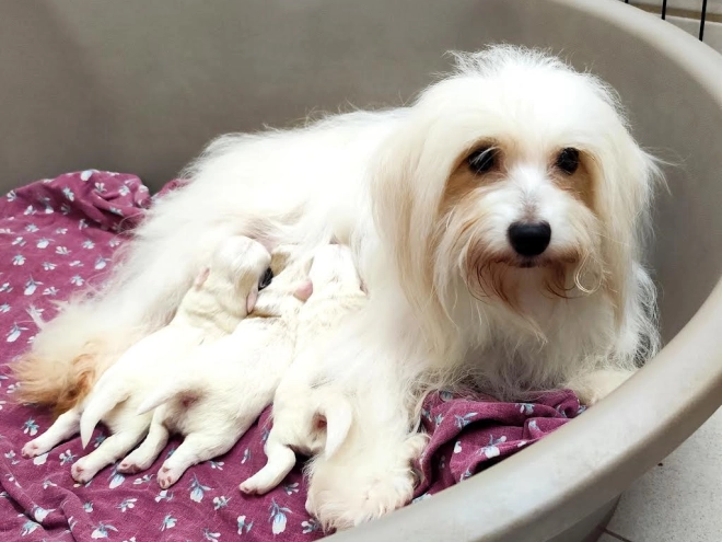 Coton de Tulear Welpe kaufen