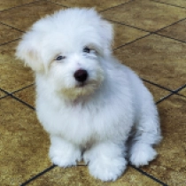 Fred, white Coton de Tulear for sale