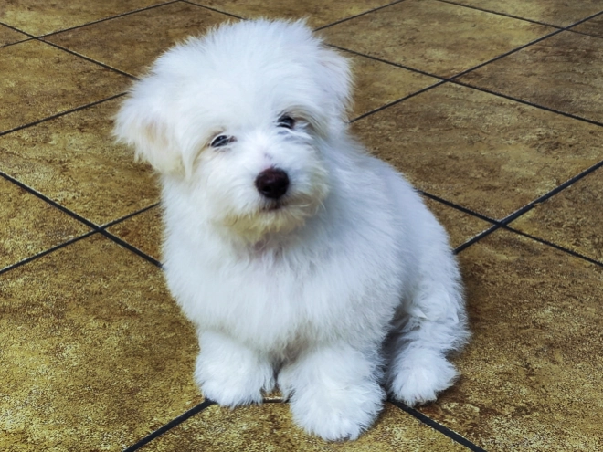 Coton de Tulear Welpe kaufen