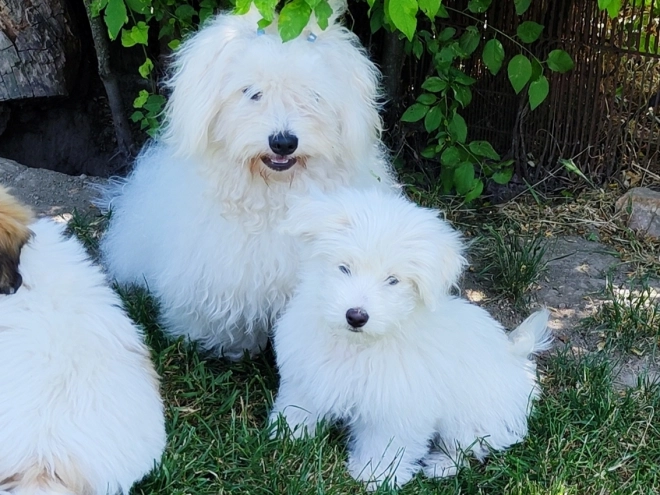 Coton de Tulear Welpe kaufen