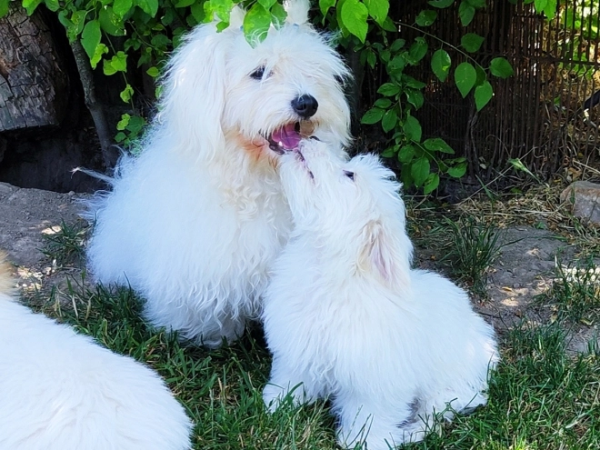 Coton de Tulear Welpe kaufen