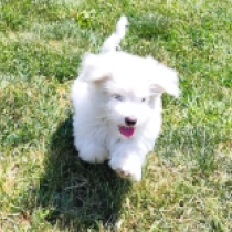 Fred, white Coton de Tulear en venta