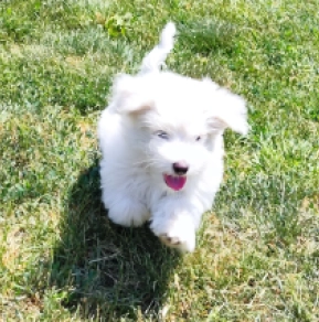 Coton de Tulear puppy for sale