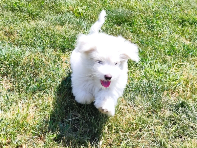 Coton de Tulear Welpe kaufen