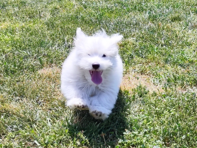 Coton de Tulear Welpe kaufen