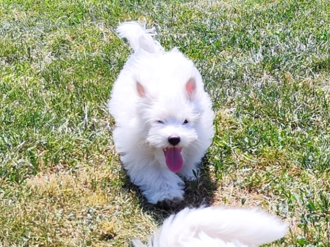 Coton de Tulear Welpe kaufen