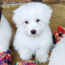Fred, white Coton de Tulear en venta