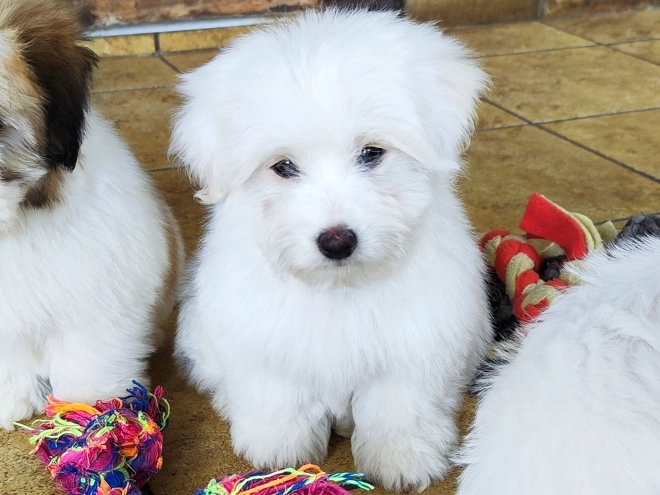 Coton de Tulear Welpe kaufen