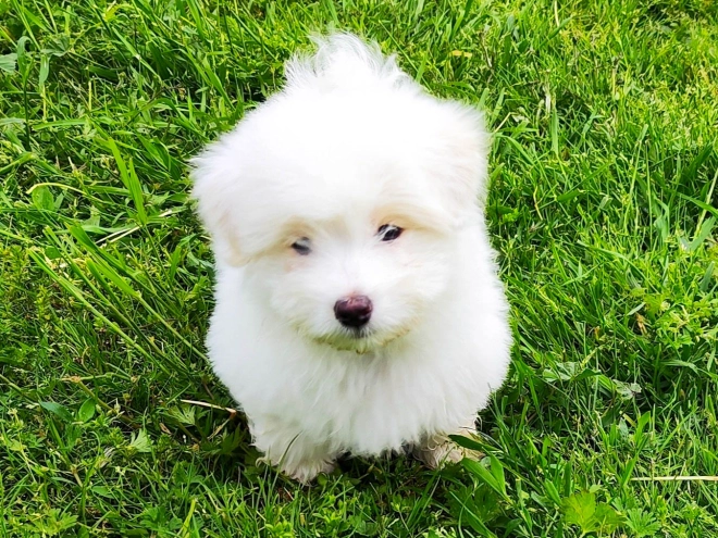 Coton de Tulear Welpe kaufen