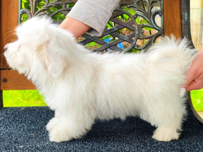 Coton de Tulear Welpe kaufen
