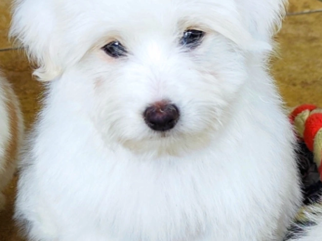 Coton de Tulear Welpe kaufen