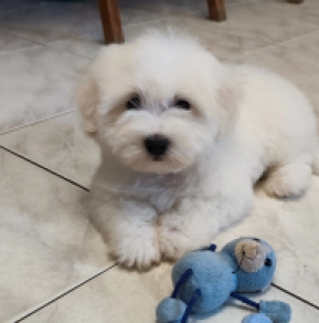 Perros Coton de Tulear en venta