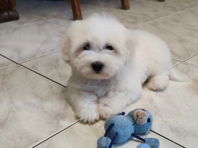 Coton de Tulear puppy for sale
