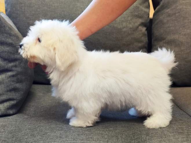 Coton de Tulear puppy for sale