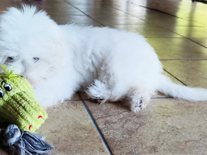 Coton de Tulear puppy for sale