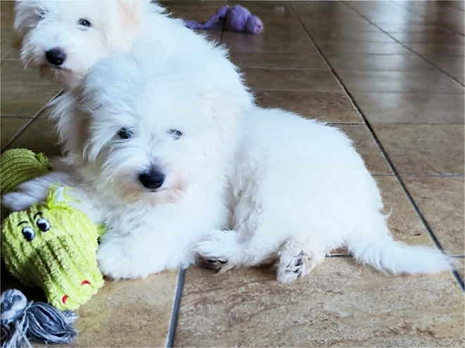 Coton de Tulear puppy for sale