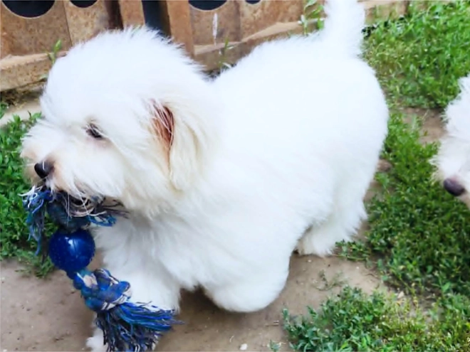 Coton de Tulear puppy for sale