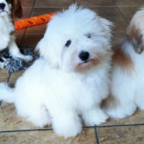Fredrich, white Coton de Tulear for sale