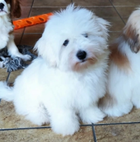 Coton de Tulear puppy for sale
