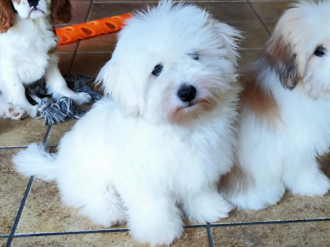 Coton de Tulear puppy for sale