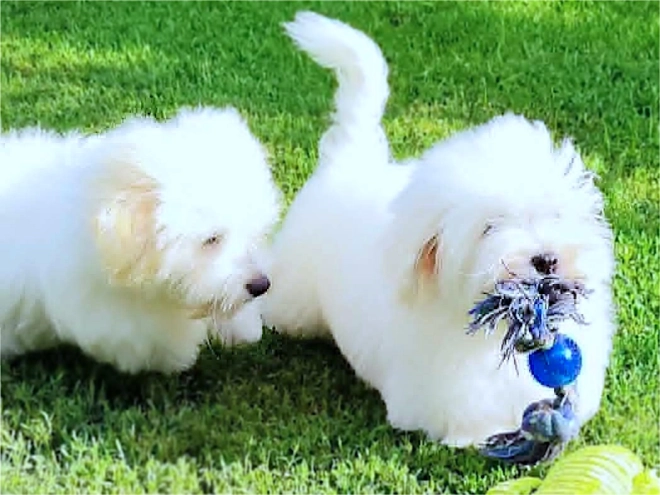 Coton de Tulear puppy for sale