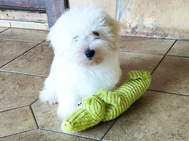 Coton de Tulear puppy for sale