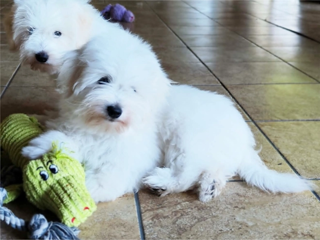 Coton de Tulear puppy for sale