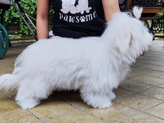 Coton de Tulear Welpe kaufen