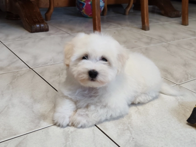 Coton de Tulear puppy for sale