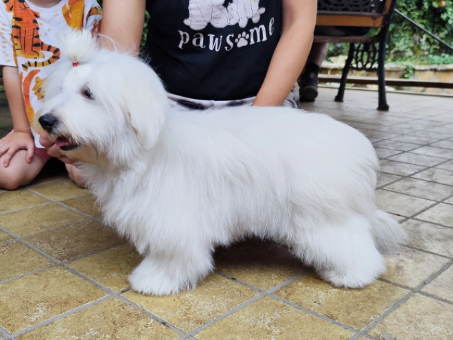 Coton de Tulear Welpe kaufen