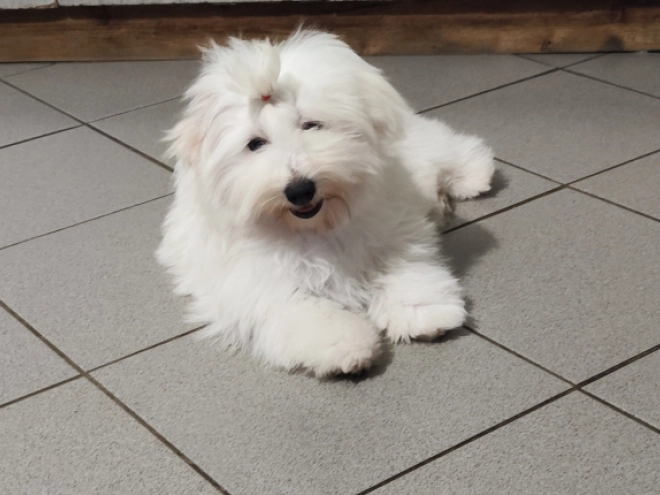 Coton de Tulear Welpe kaufen