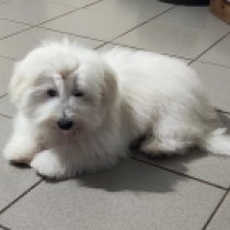 Fredrich, white Coton de Tulear for sale