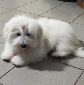Coton de Tulear Welpe kaufen