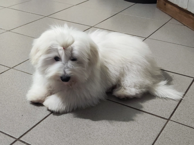 Coton de Tulear Welpe kaufen