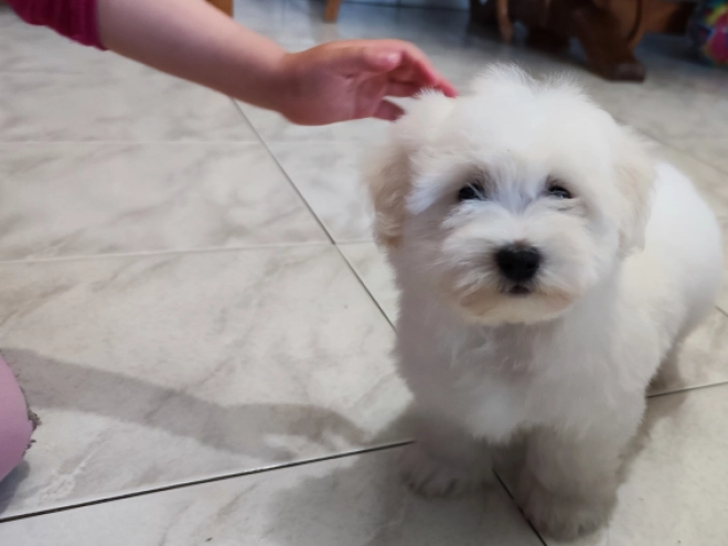 Coton de Tulear puppy for sale