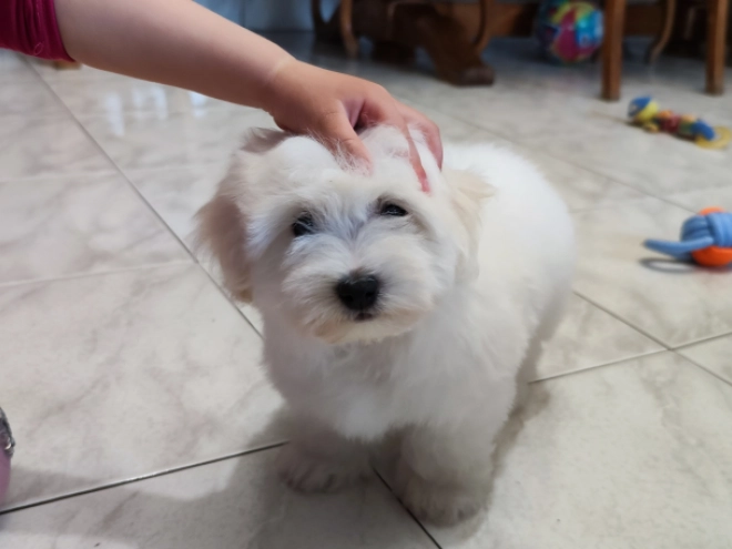 Coton de Tulear puppy for sale