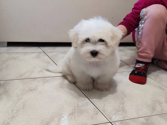 Coton de Tulear puppy for sale