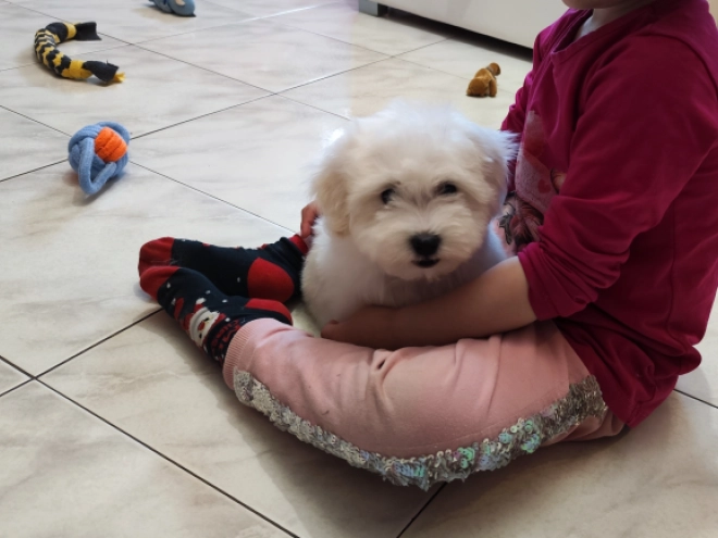 Coton de Tulear puppy for sale