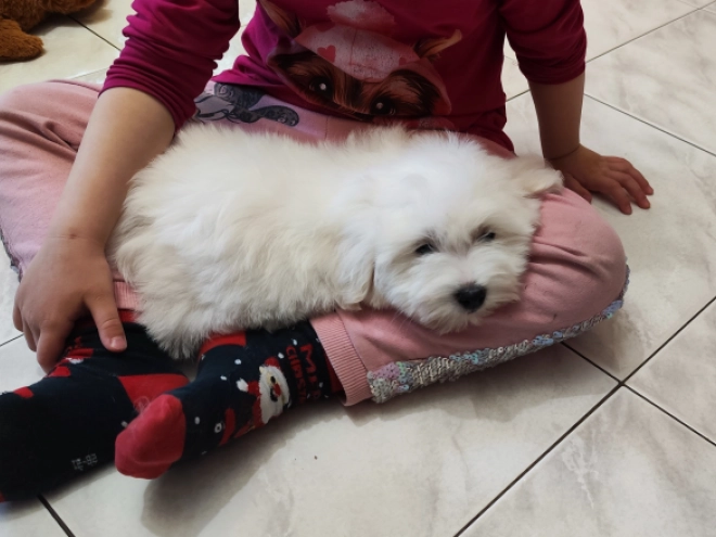 Coton de Tulear puppy for sale
