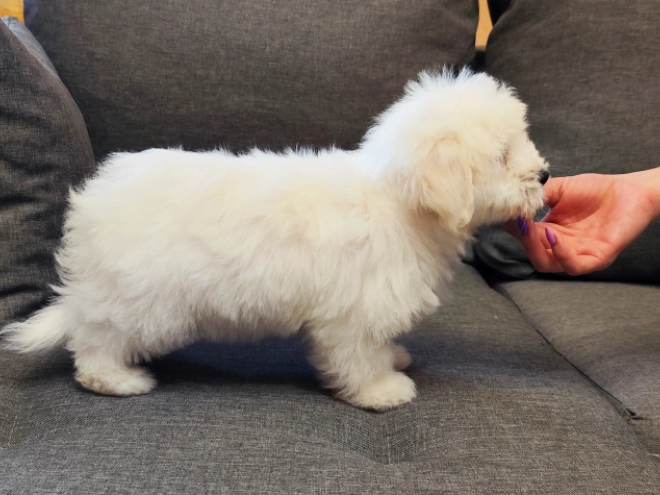 Coton de Tulear puppy for sale