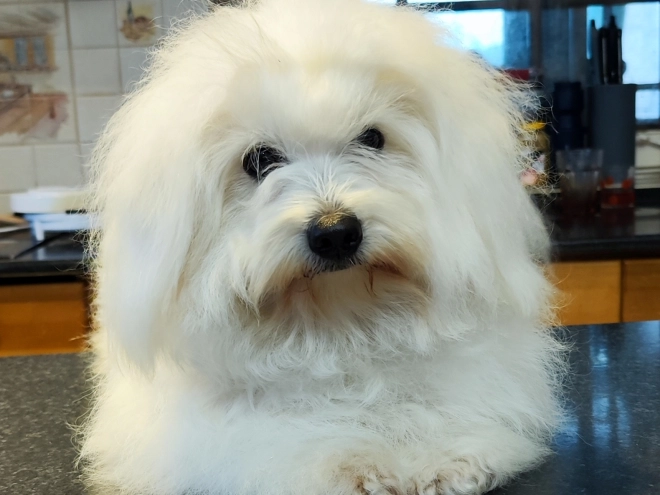 Coton de Tulear puppy for sale