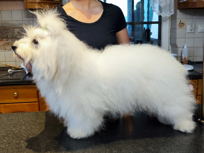 Coton de Tulear puppy for sale