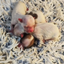 Promising litter – females, white with markings Coton de Tulear Welpen kaufen