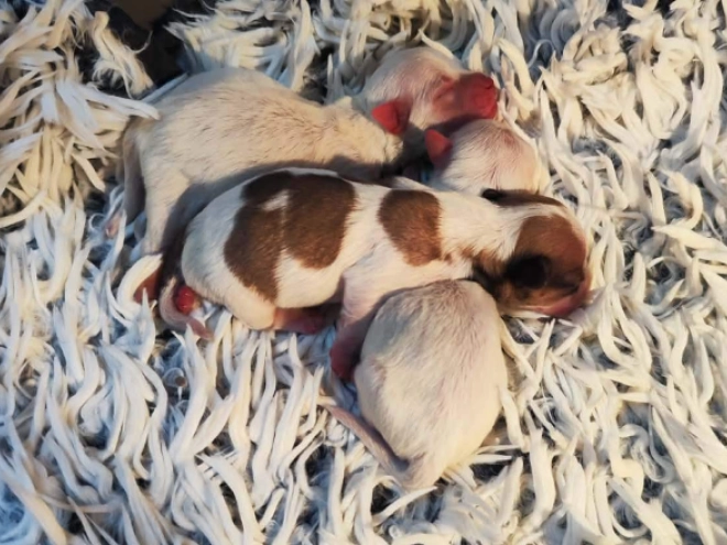 Coton de Tulear Welpe kaufen