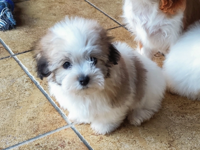 Coton de Tulear Welpe kaufen