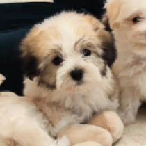 Gerald, white with markings Coton de Tulear for sale