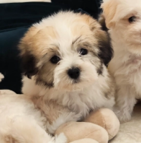 Coton de Tulear puppy for sale