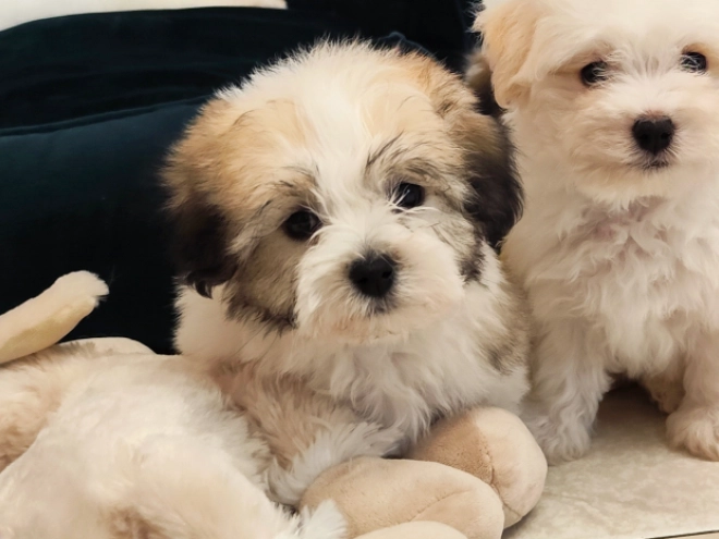Coton de Tulear Welpe kaufen