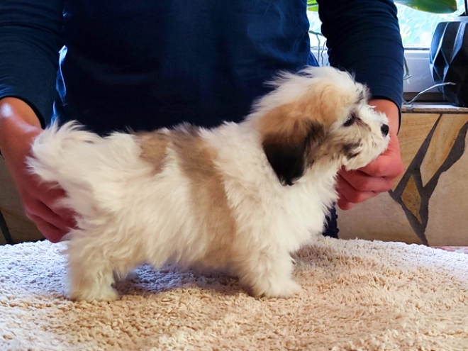Coton de Tulear Welpe kaufen